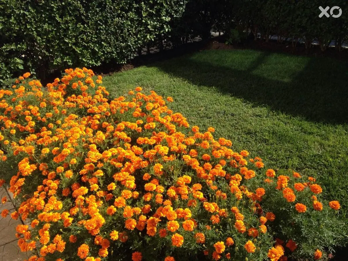 Sunrise Apartments Sozopol