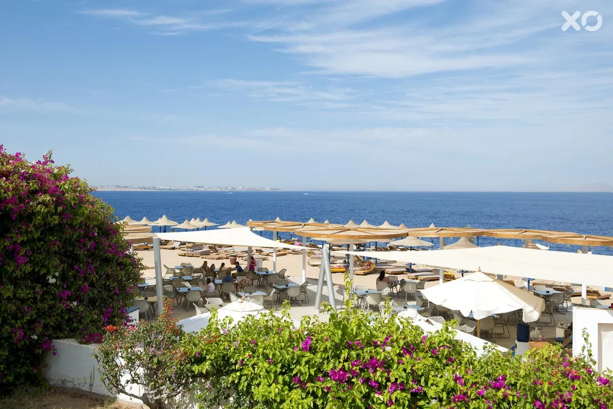 Amphoras Blu