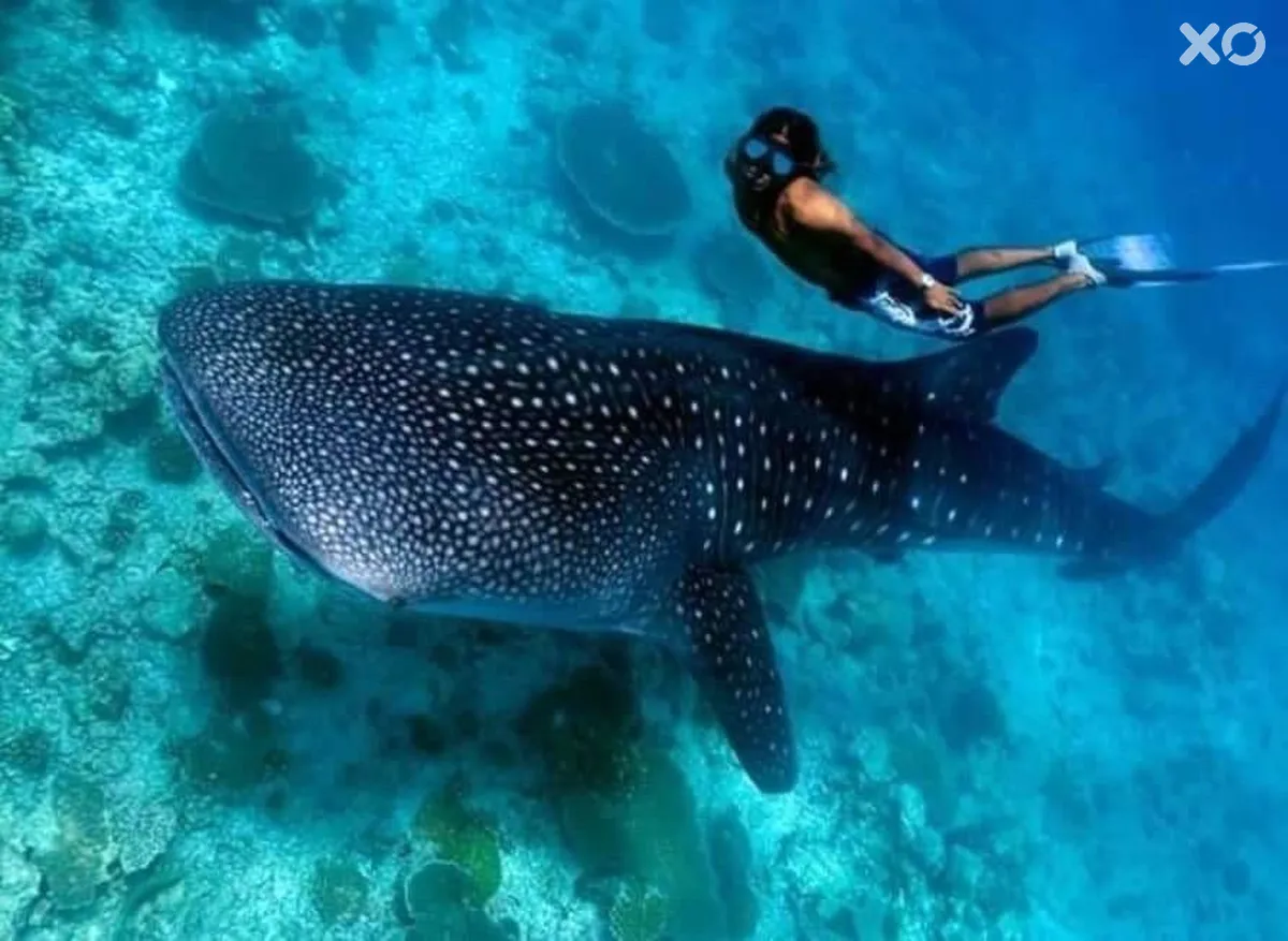 Vilu Thari Inn Maldives