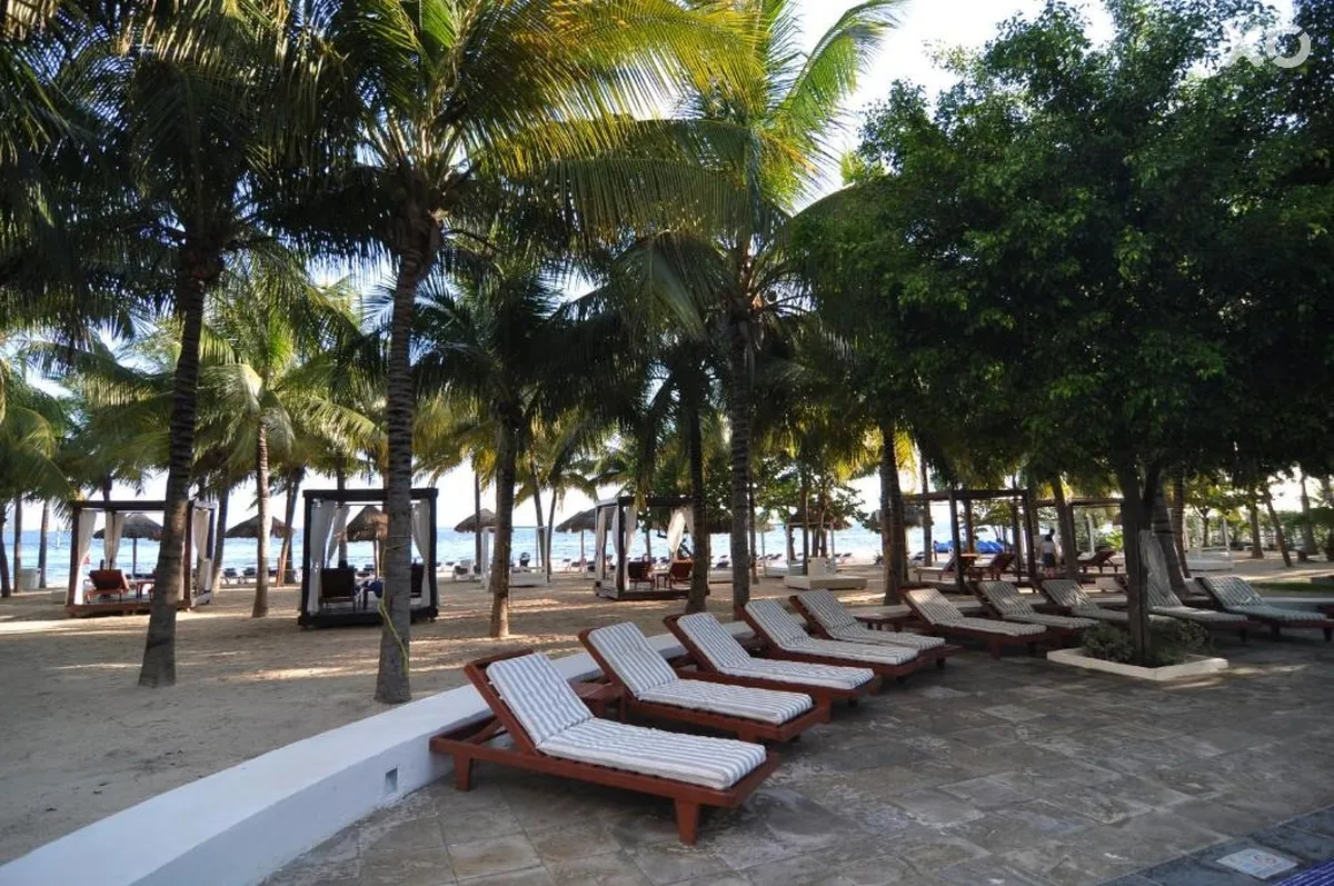 Oasis Palm