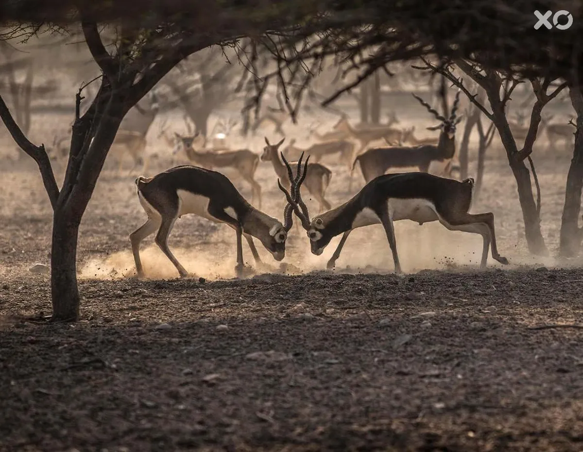 Anantara Sir Bani Yas Island Al Sahel Villas