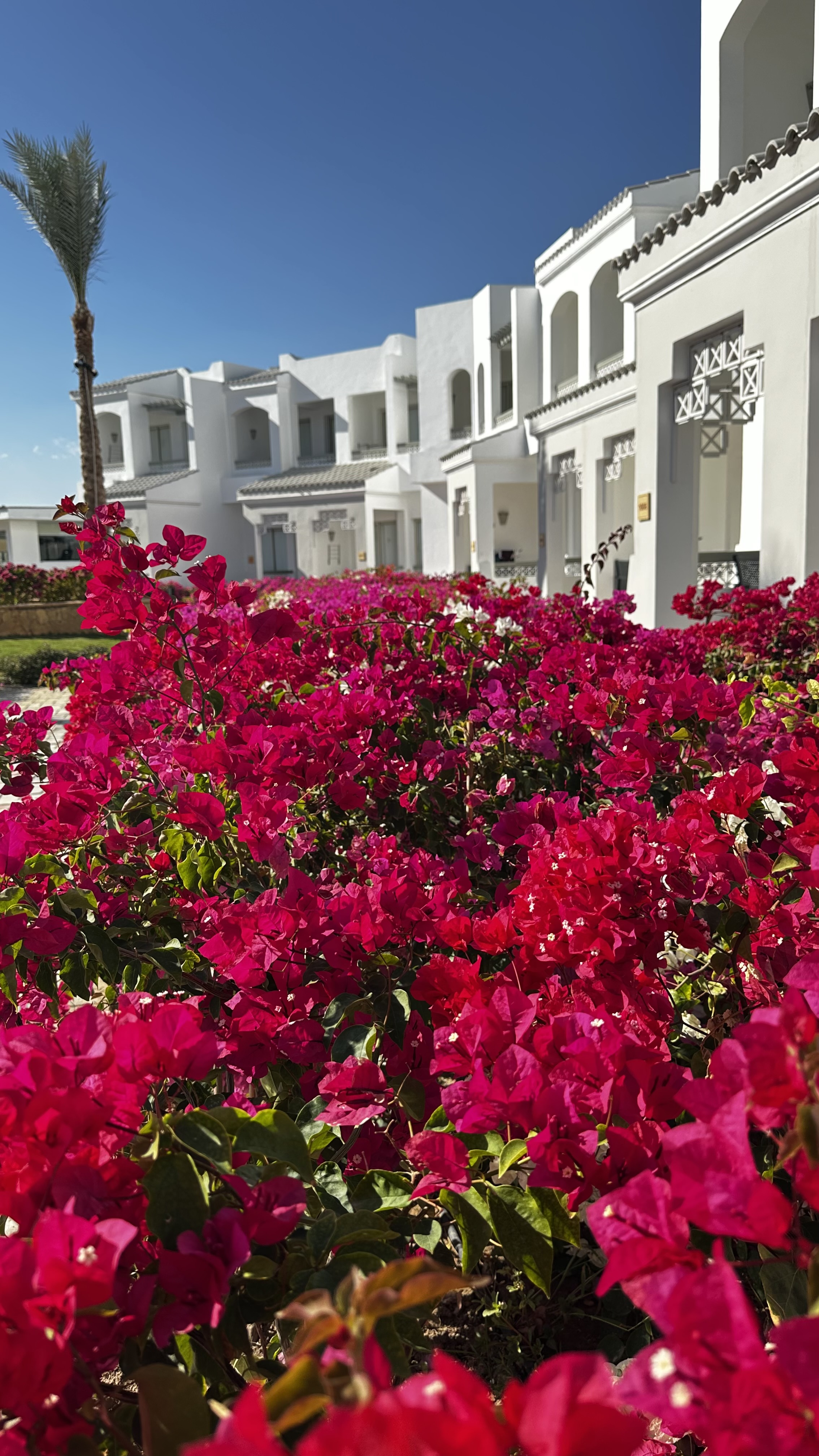 Invidia Coral Beach Tiran 5*(ex.Coral Beach Resort Tiran)