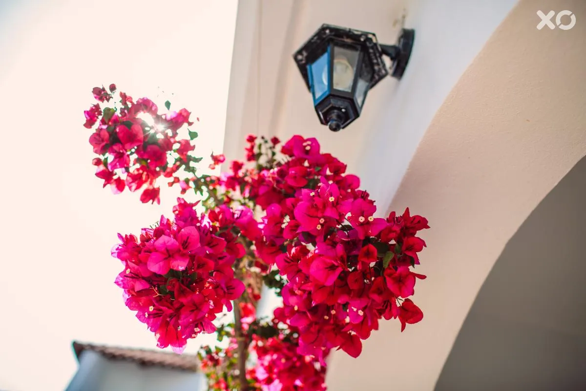 Iliana Hotel