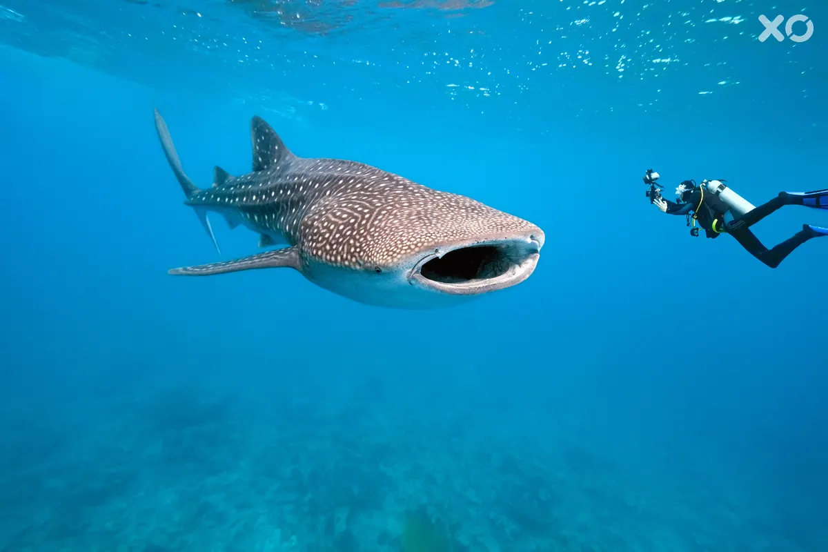 The Sun Siyam Iru Fushi