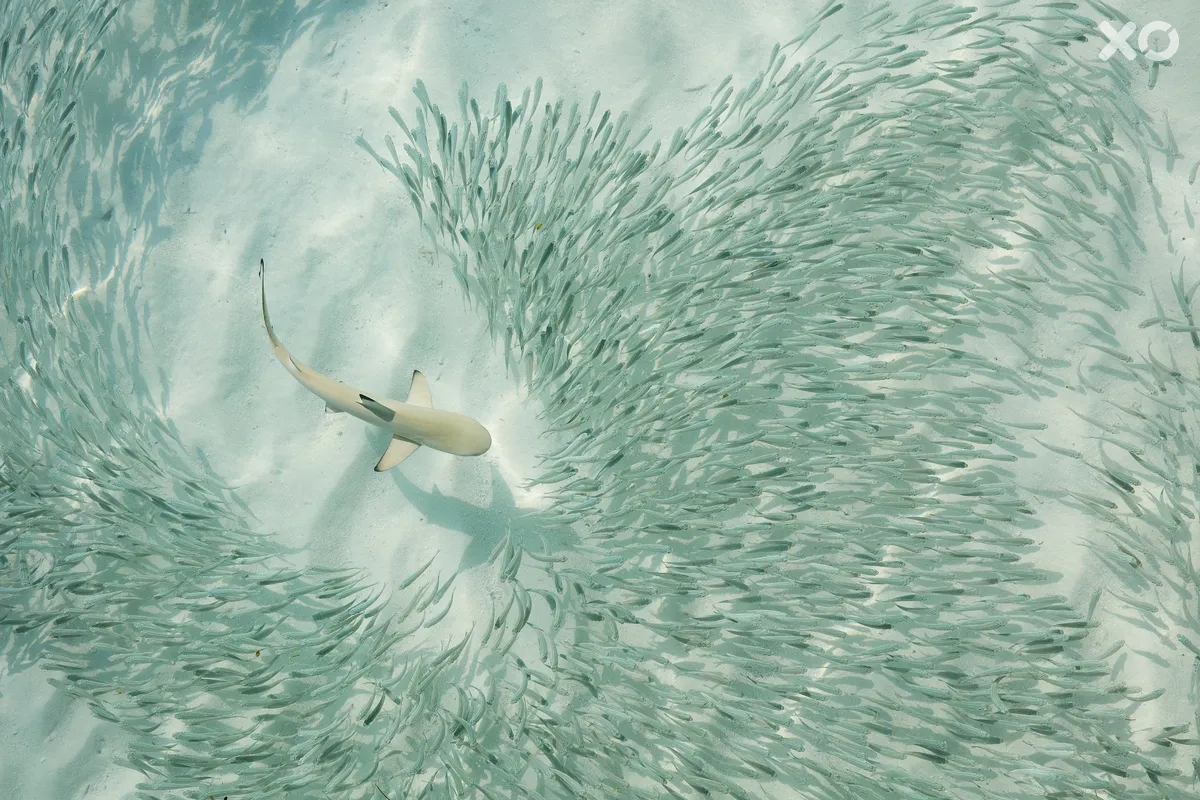 The Sun Siyam Iru Fushi