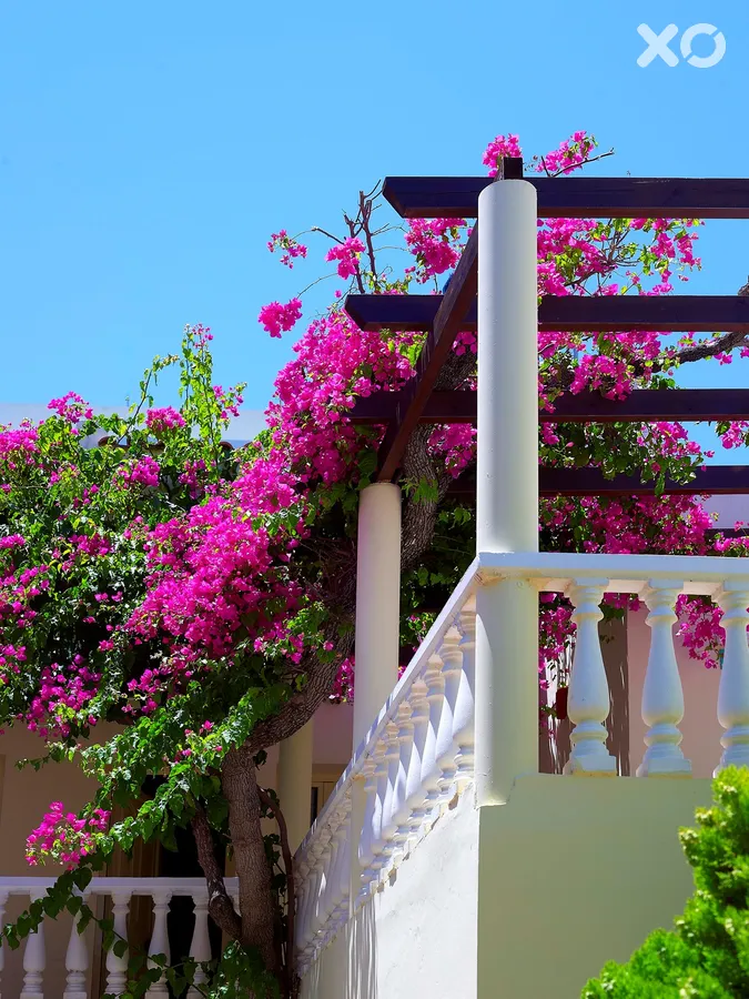 Elotis Suites Hotel