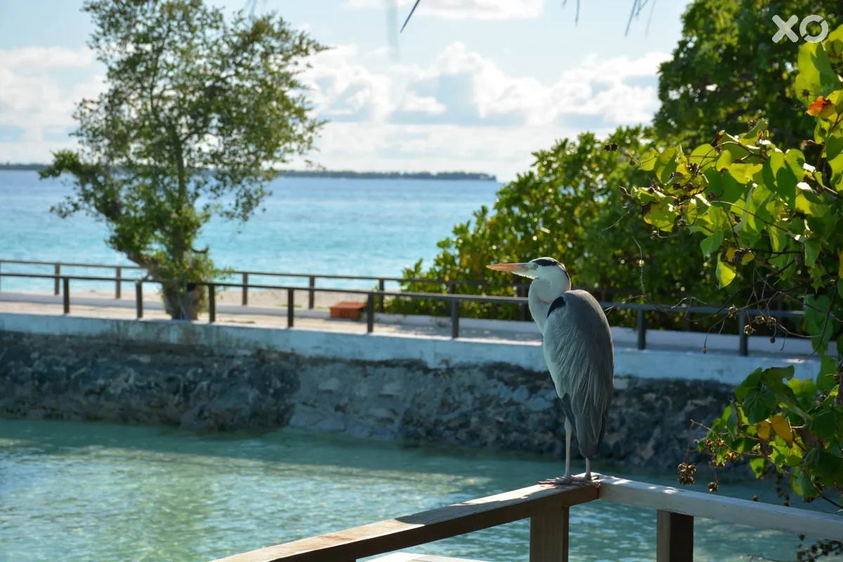 Makunudu Island Resort