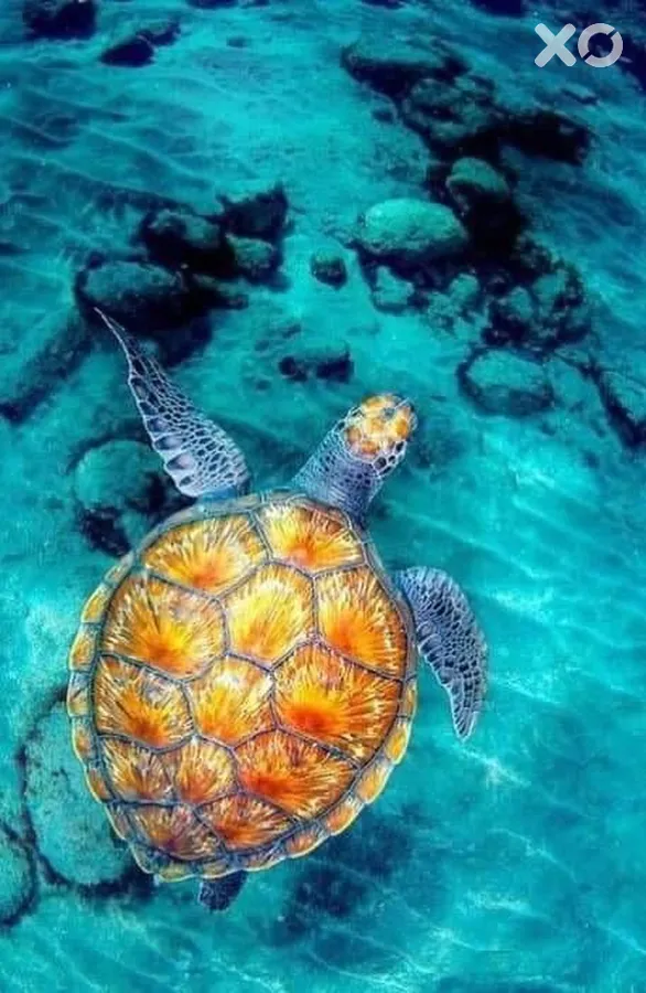 Vilu Thari Inn Maldives