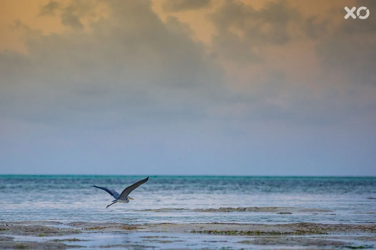 Hakuna Majiwe Beach Lodge Zanzibar