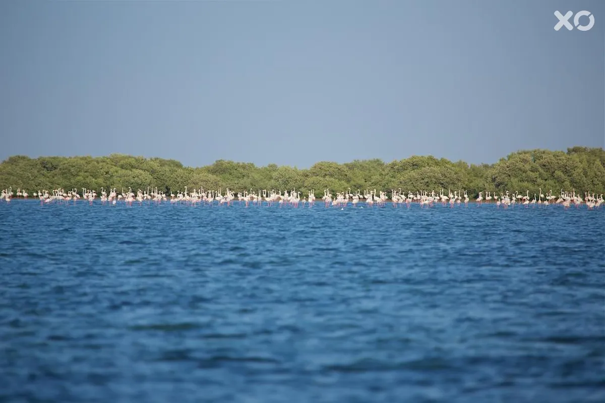 Bin Majid Flamingo Beach Resort