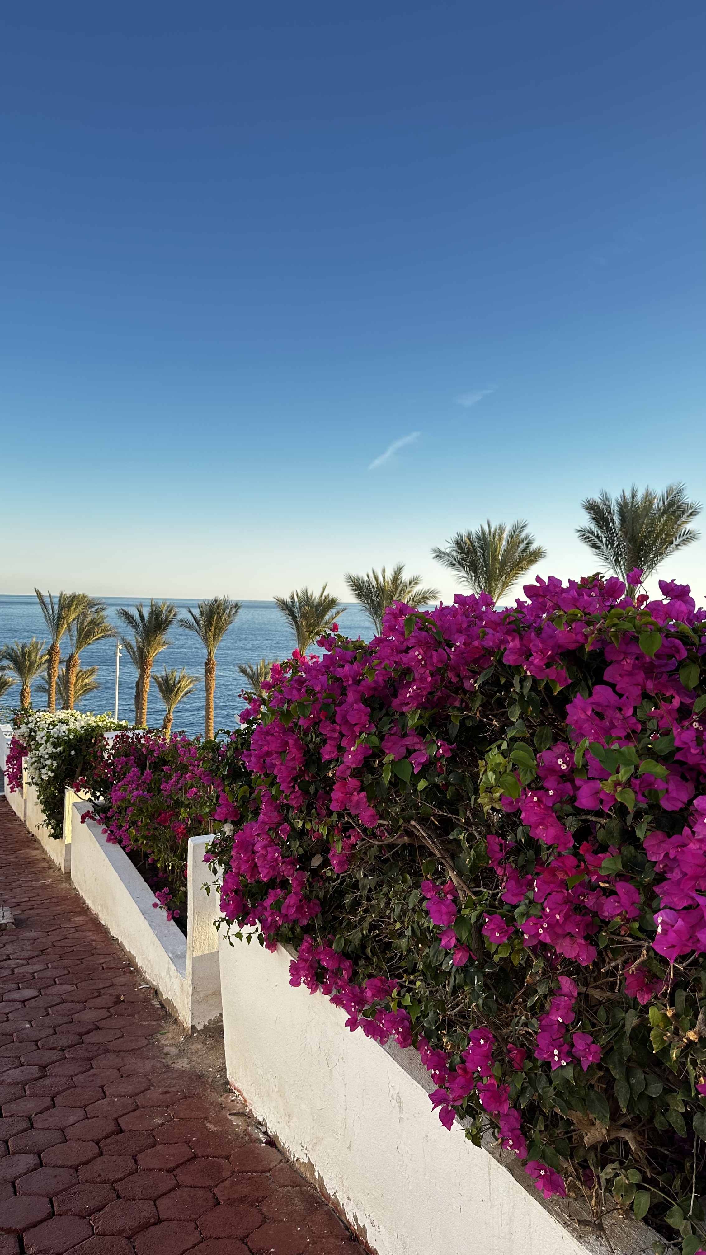 Invidia Coral Beach Tiran 5*(ex.Coral Beach Resort Tiran)