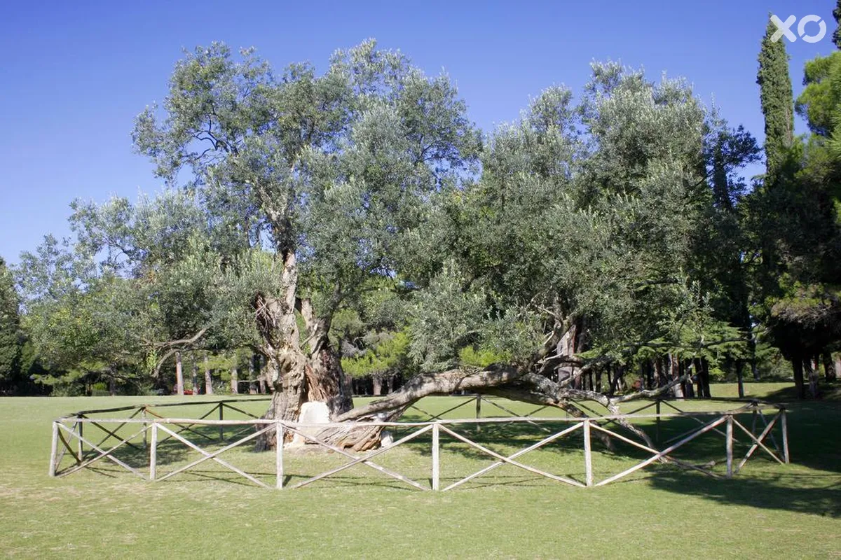 Istra Hotel Brijuni