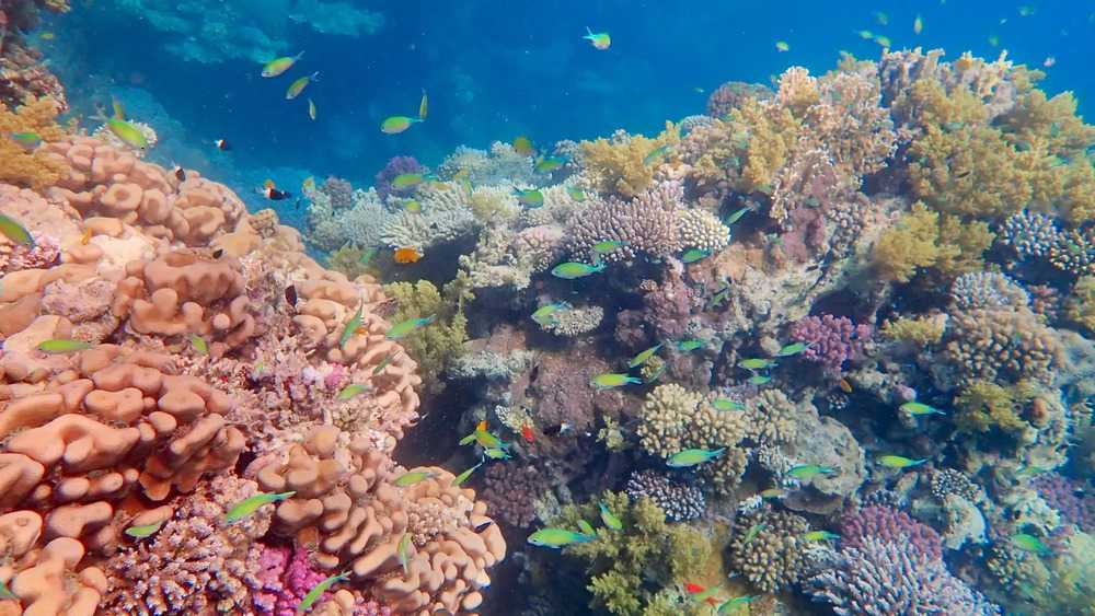 6 нюансов выбора отеля в Шарм-эль-Шейхе