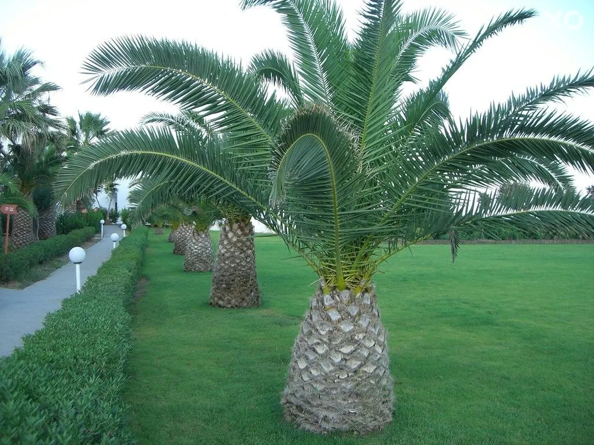 Kamari Beach Hotel