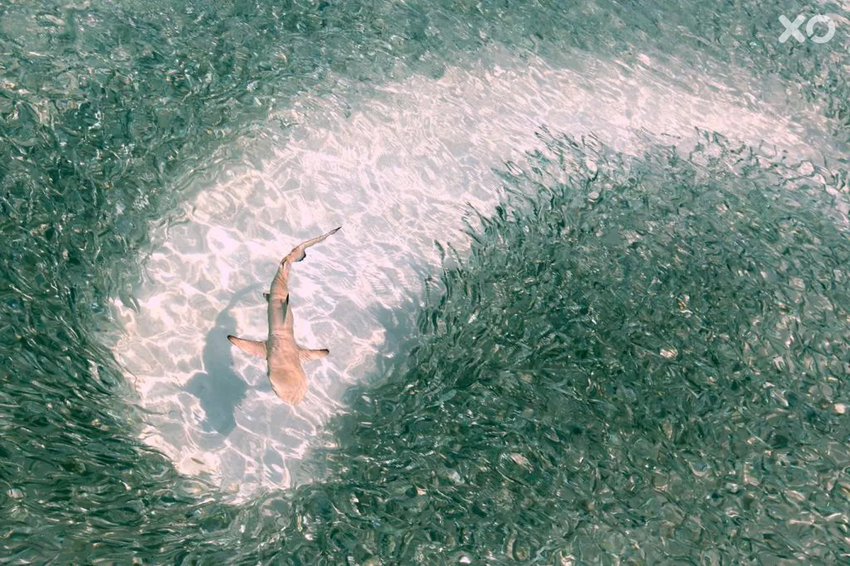 Mirihi Island Resort