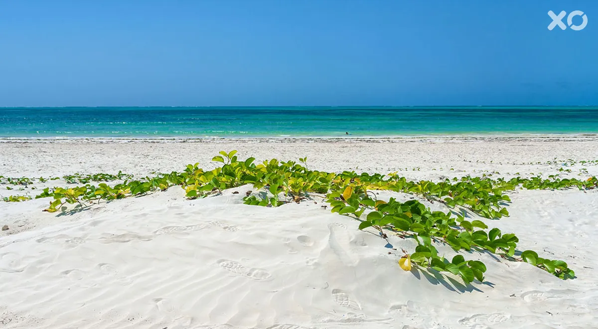 Hakuna Majiwe Beach Lodge Zanzibar