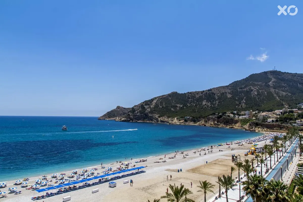 Kaktus Albir