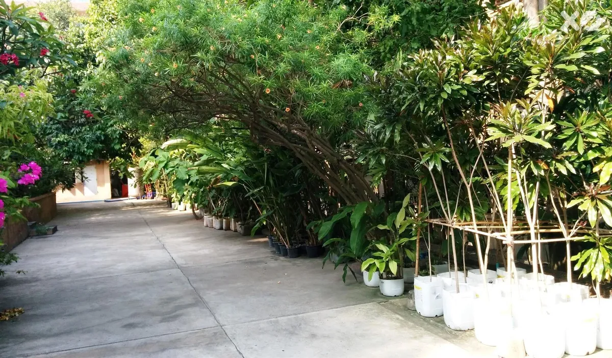Plumeria Serviced Apartment