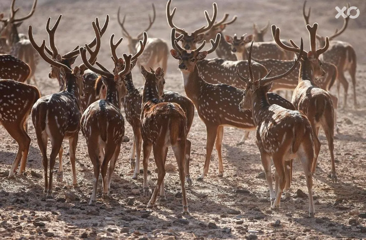 Anantara Sir Bani Yas Island Al Sahel Villas