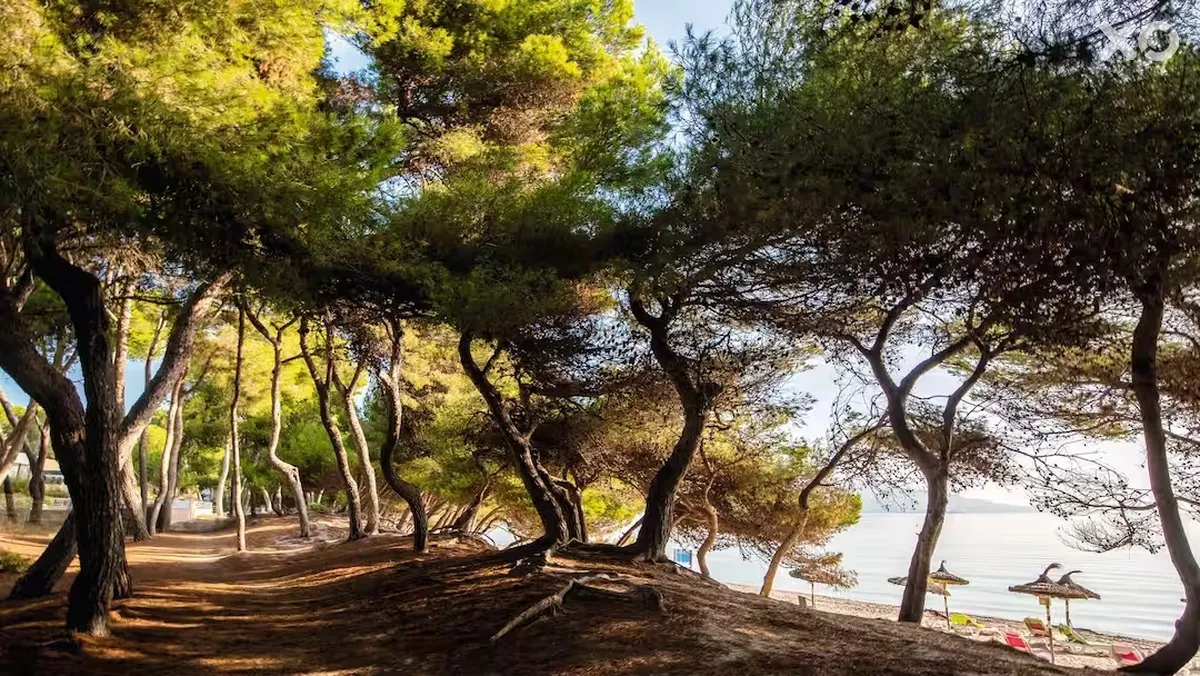 Platja d'Or Hotel