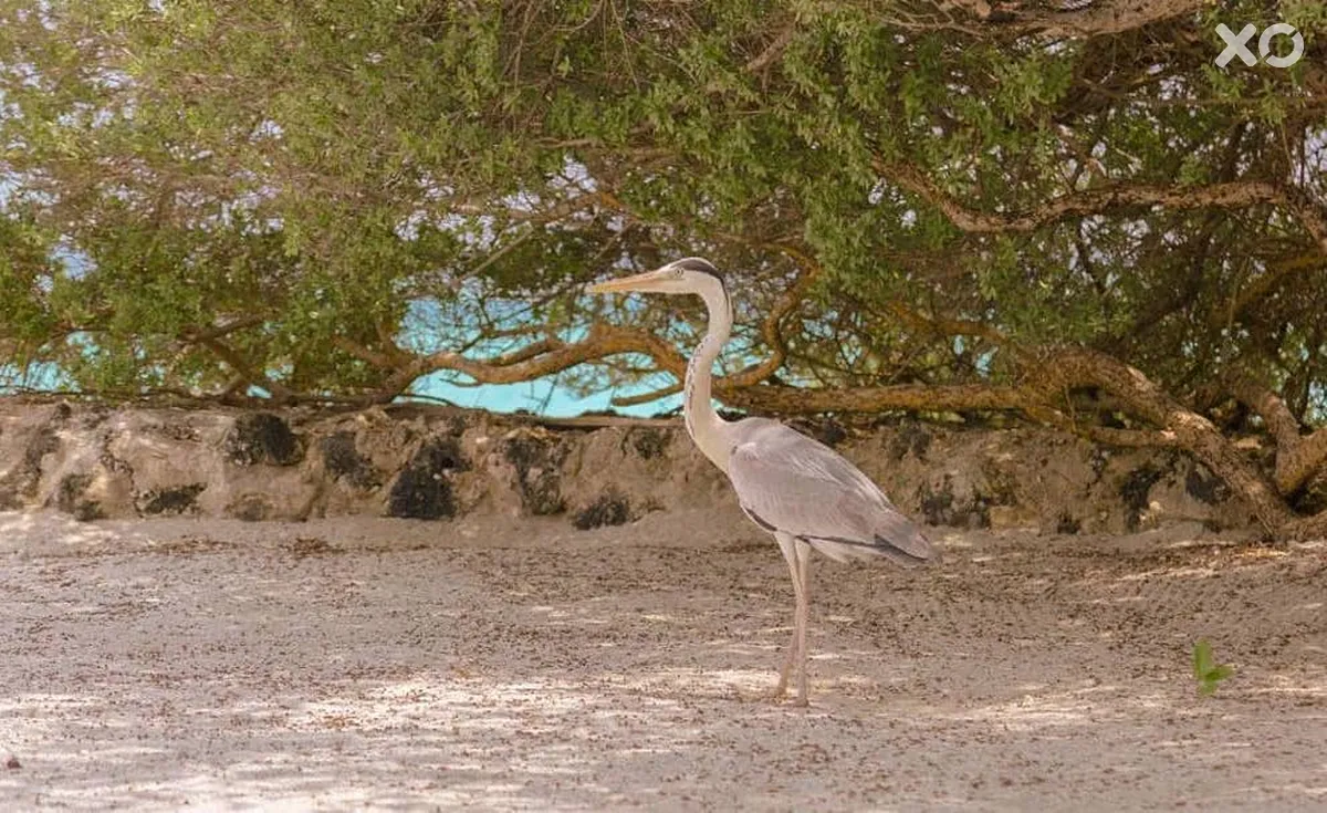 Makunudu Island Resort