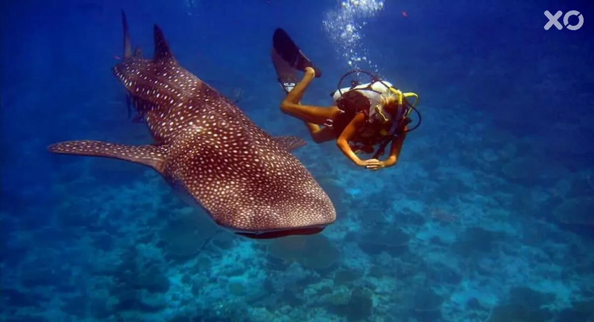 Batuta Maldives Surf View