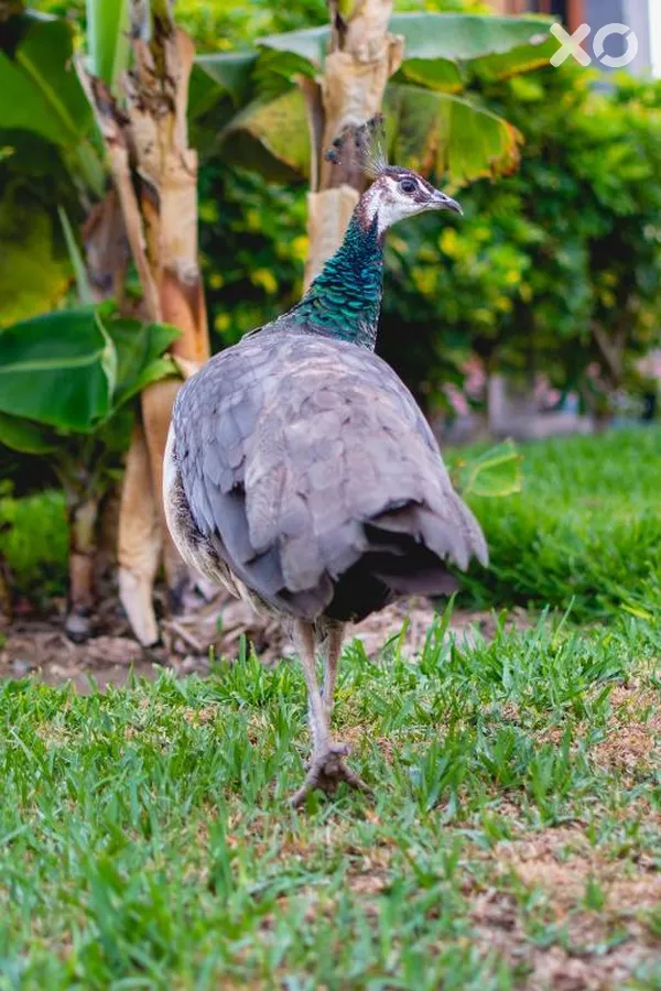 HL Miraflor Suites Hotel