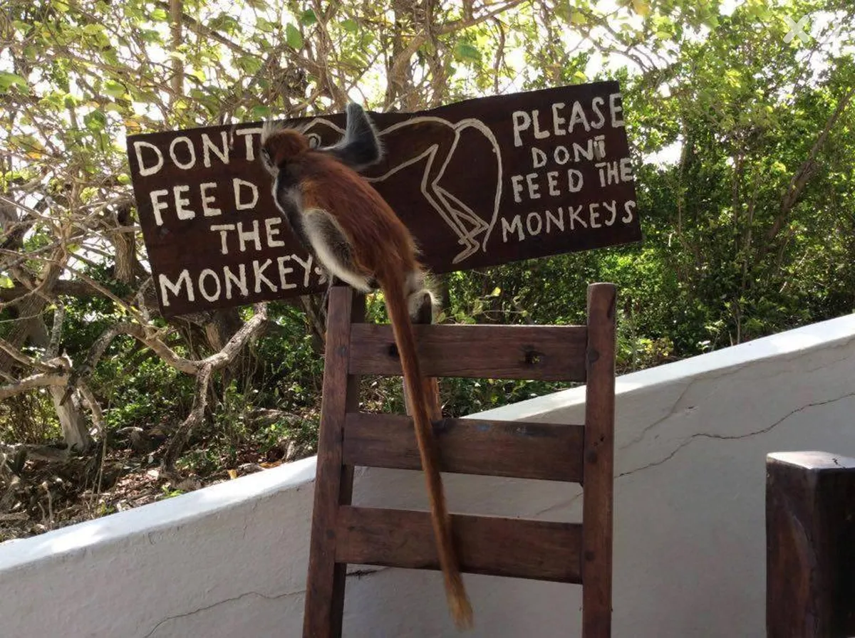 Red Monkey Beach Lodge