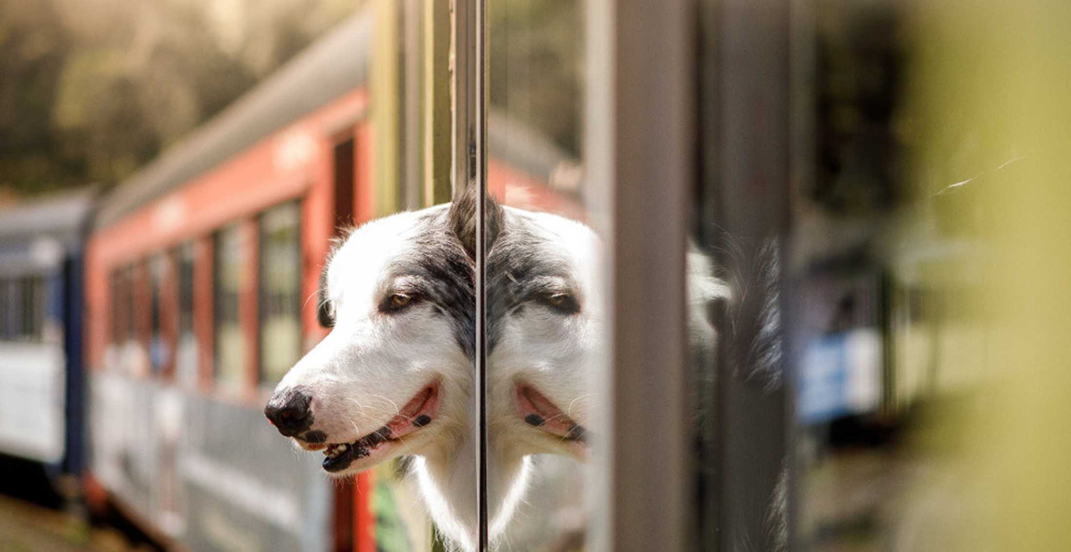 Укрзалізниця змінила правила: з улюбленцем у потяг — тепер офіційно й легально