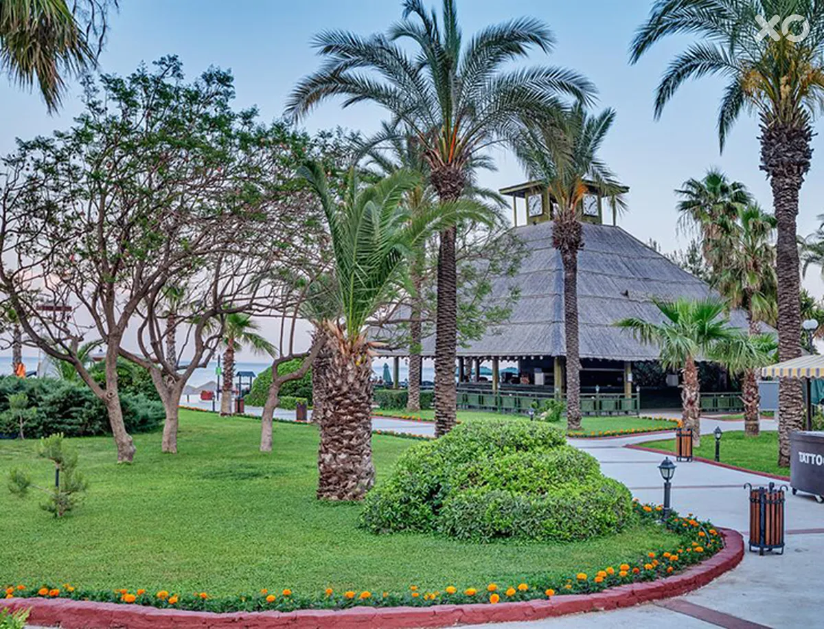 Gypsophila Club Marine