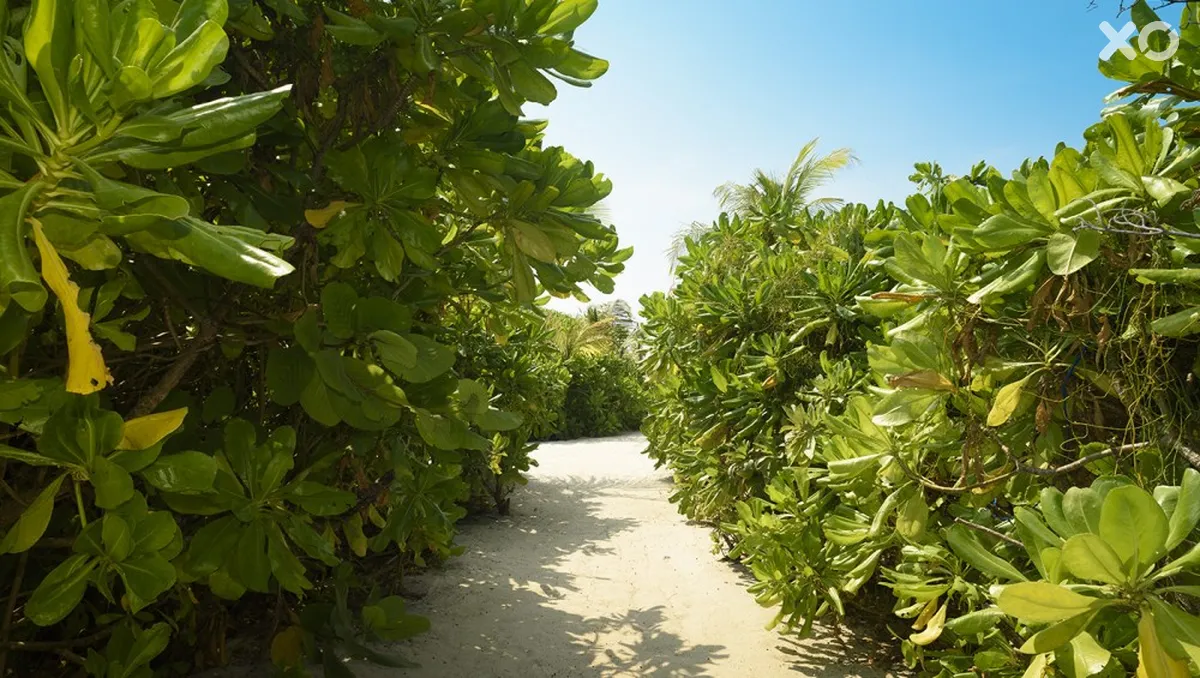 Dhigufaru Island Resort