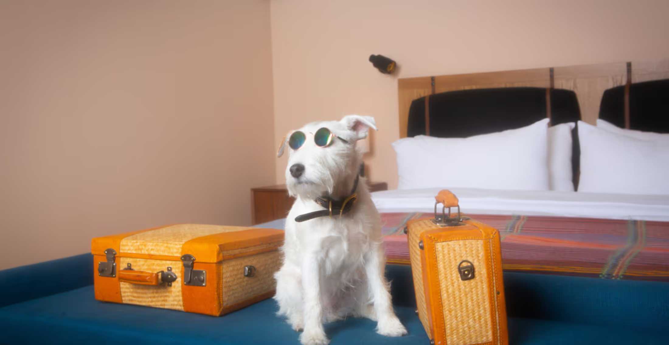 Top Pet Friendly Hotels чи куди звозити свого песика?
