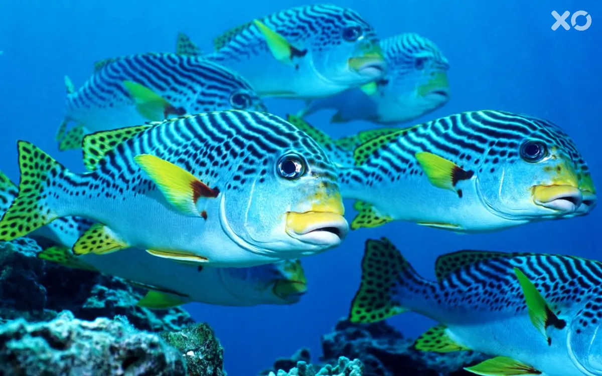 Sahari Zanzibar