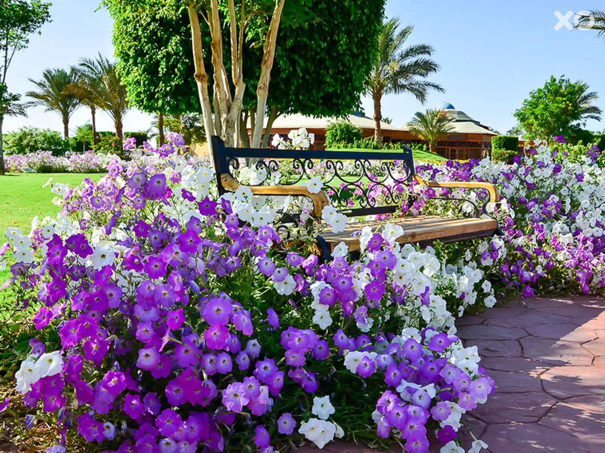 Desert Rose Resort