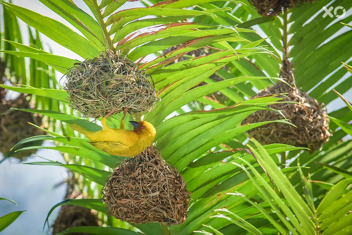 Hakuna Majiwe Beach Lodge Zanzibar
