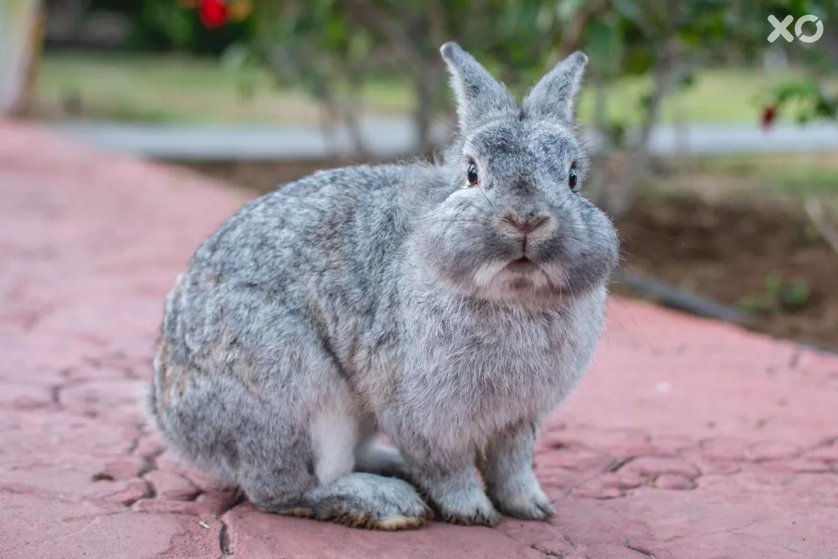 HL Miraflor Suites Hotel