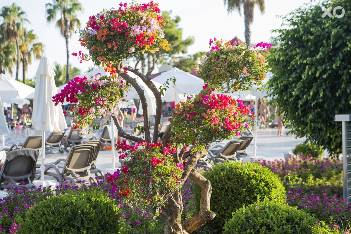 Bellis Deluxe Hotel