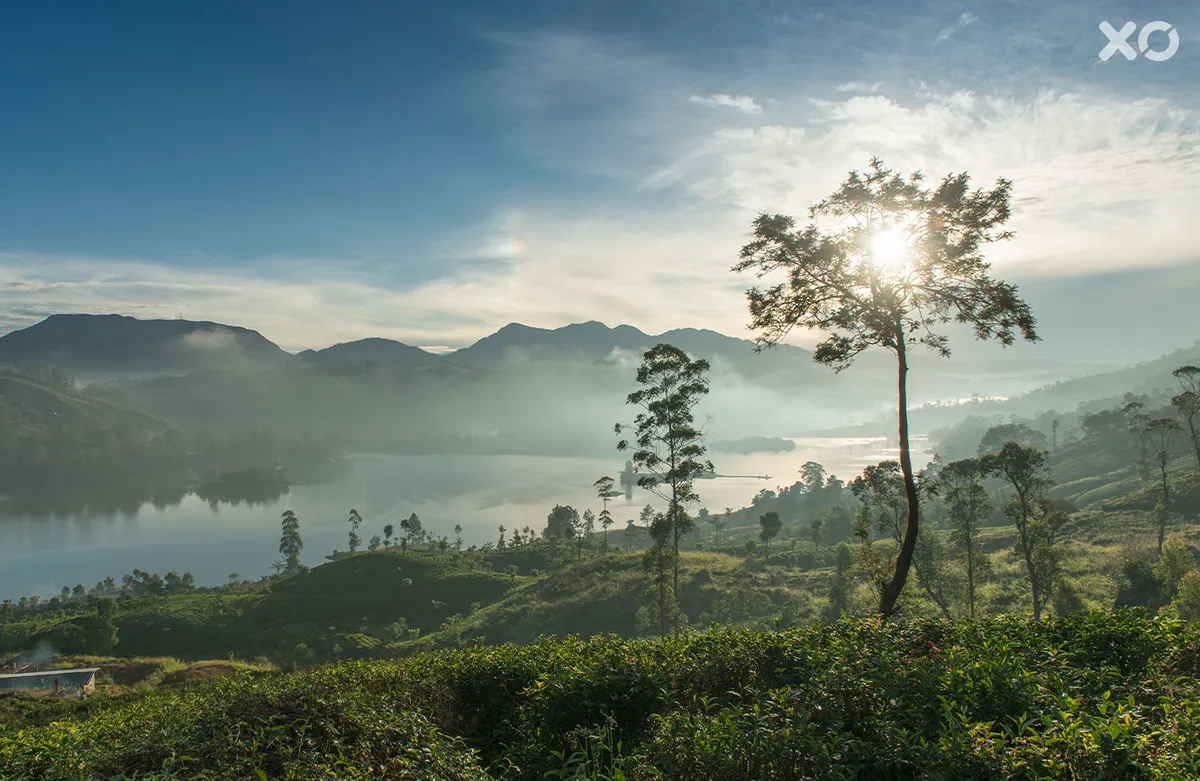 Ceylon Tea Trails