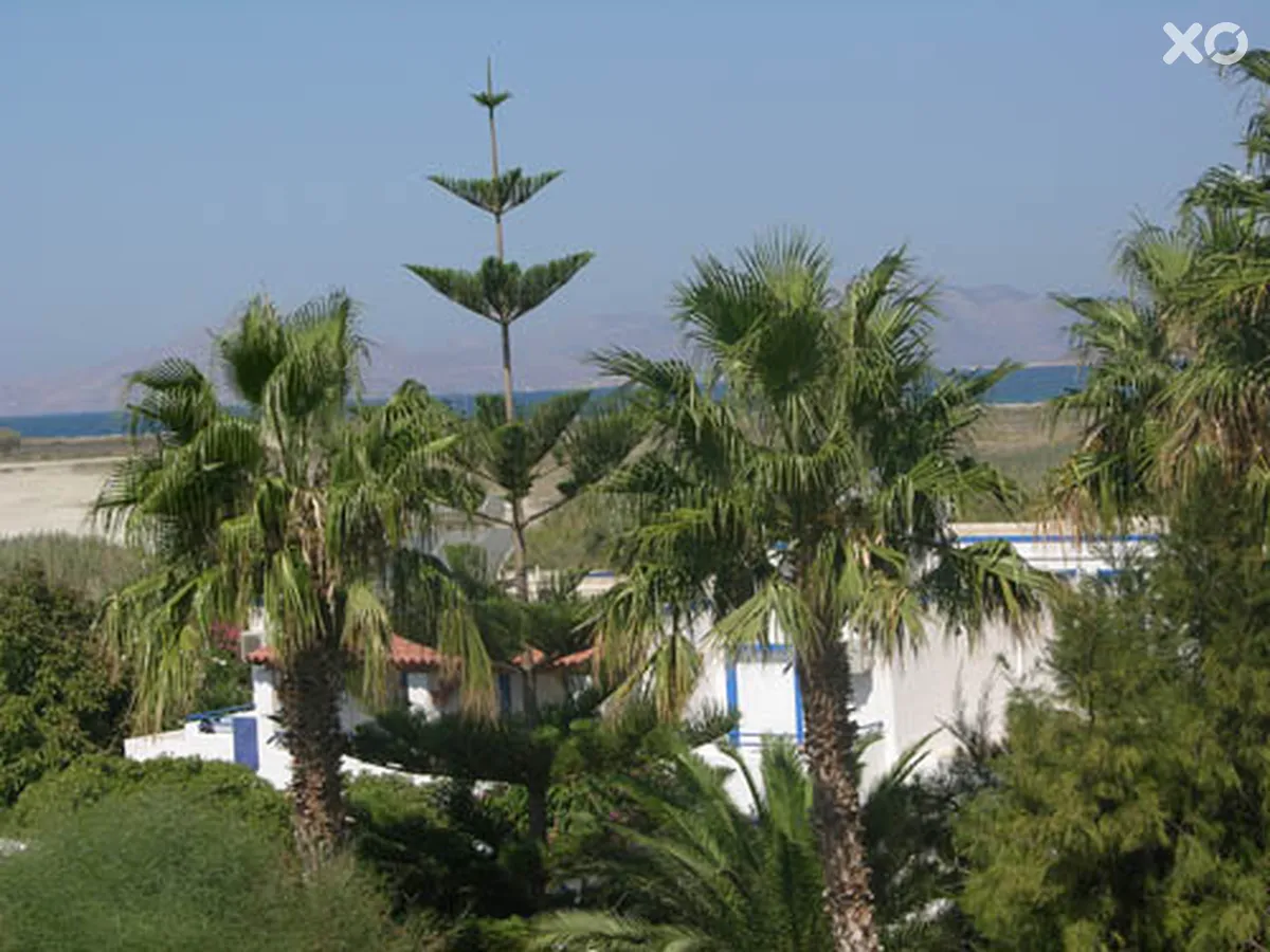 Tigakis Star