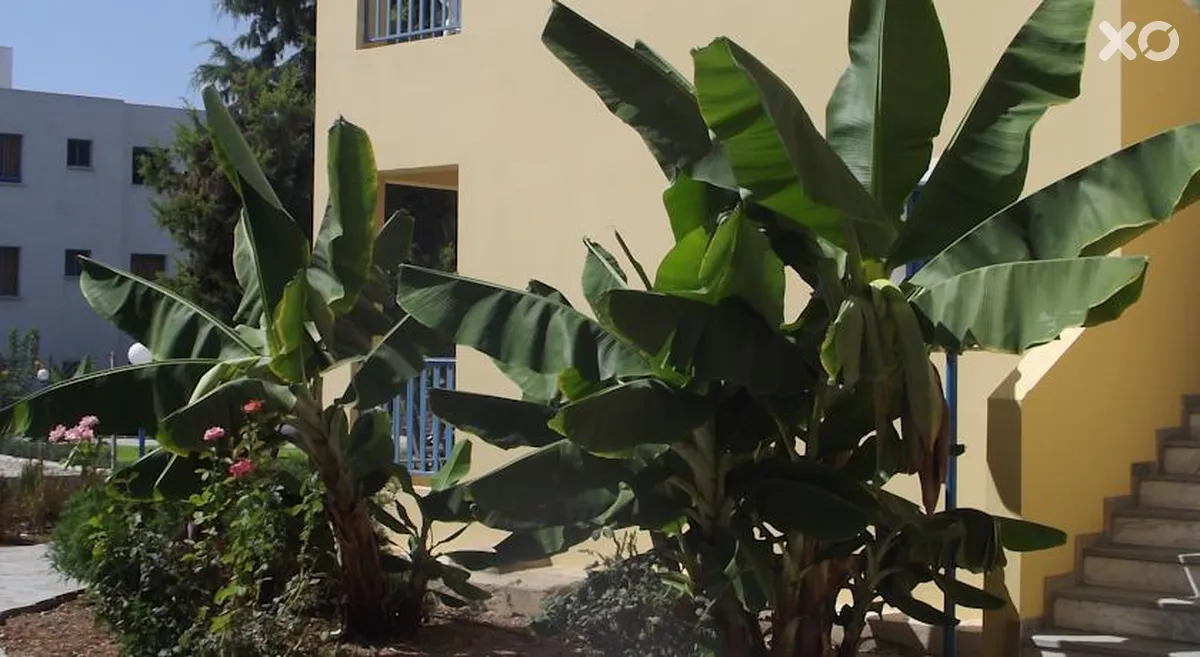 Kefalonitis Hotel Apts