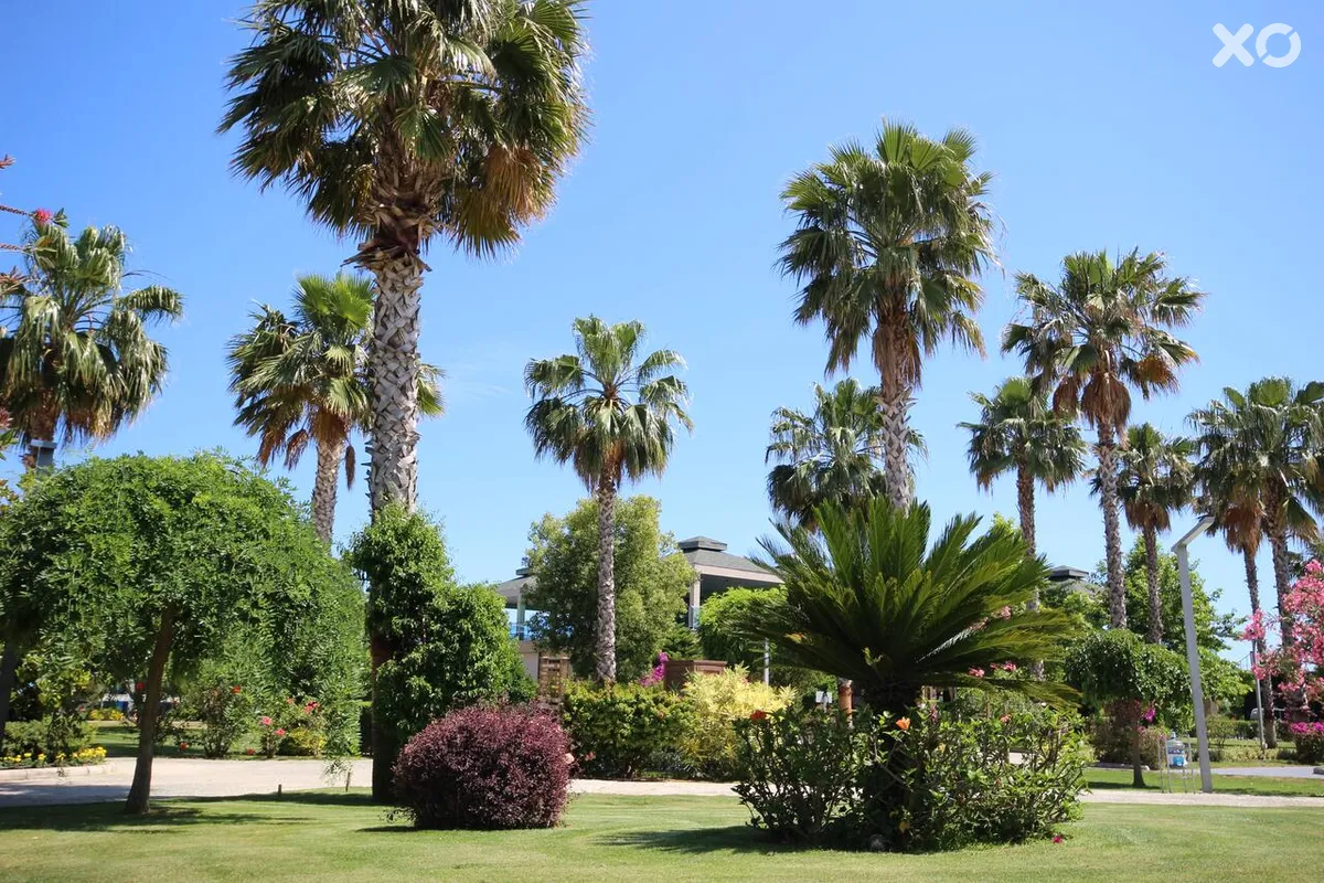 TUI Magic Life Jacaranda