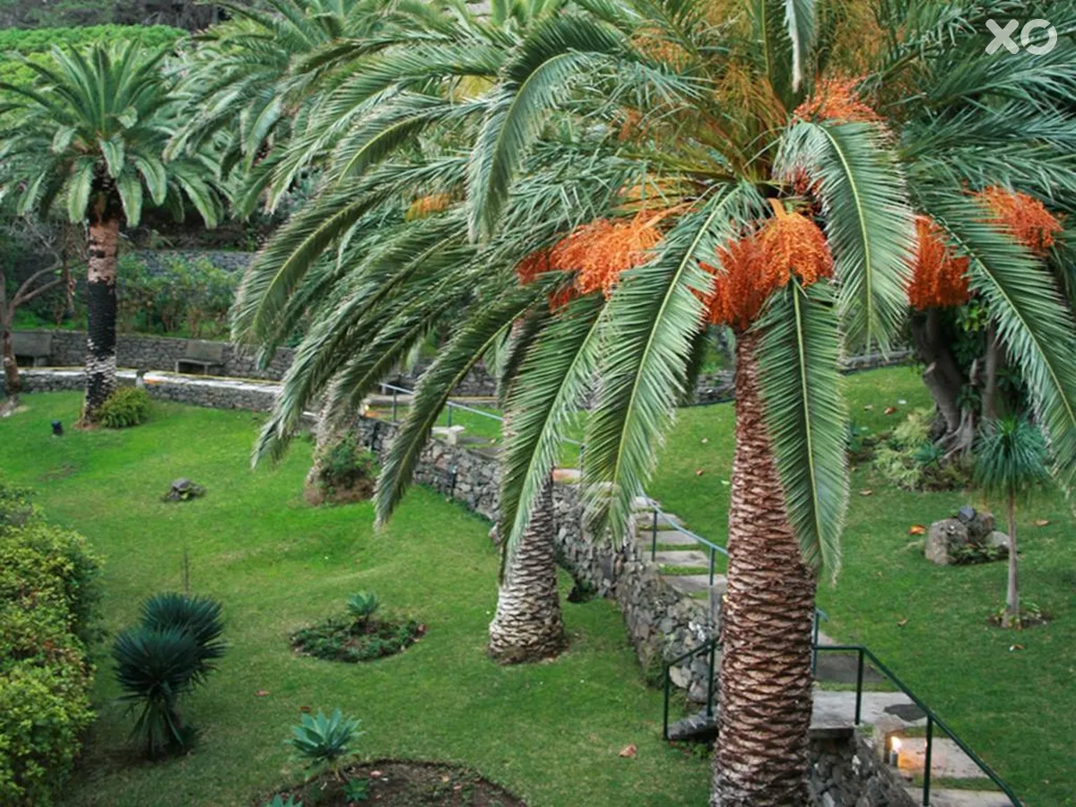 Dom Pedro Madeira