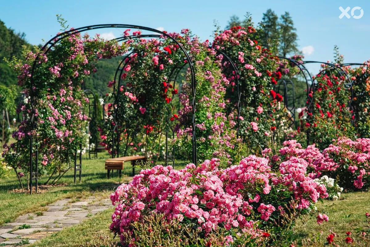 СК Деренівська Купель