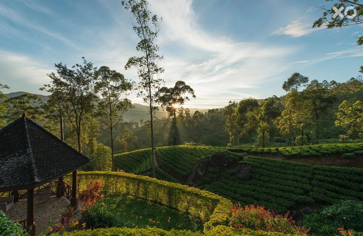 Ceylon Tea Trails