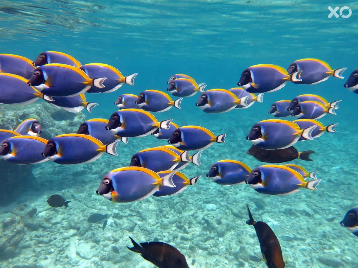 Four Seasons Resort Maldives на Kuda Huraa
